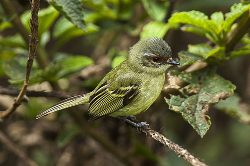 Cinnamon-faced tyrannulet